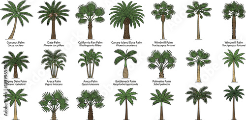 Collection of various palm tree illustrations displayed on a clean white background from a straightforward viewpoint
