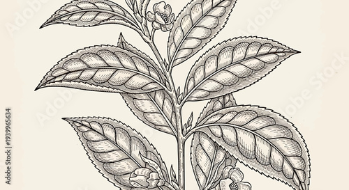 Vintage botanical illustration of a tea plant branch with leaves and flowers
