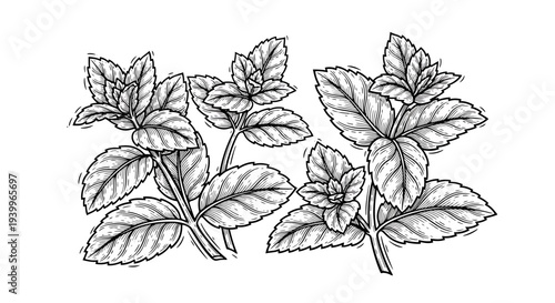 Hand drawn sketch of fresh mint leaves