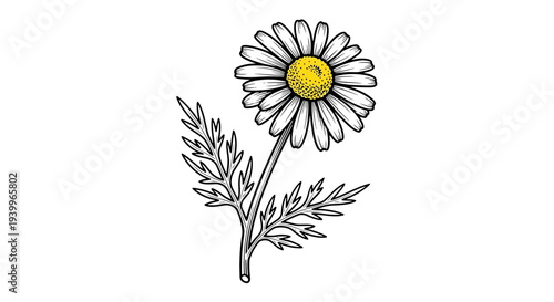 Hand drawn daisy flower illustration