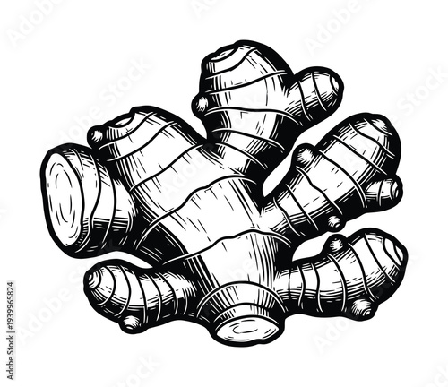 Vector of ginger root featuring its unique knobby texture and natural shape