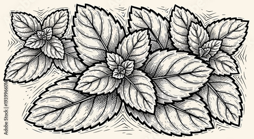 Hand drawn illustration of fresh mint leaves in vintage engraving style