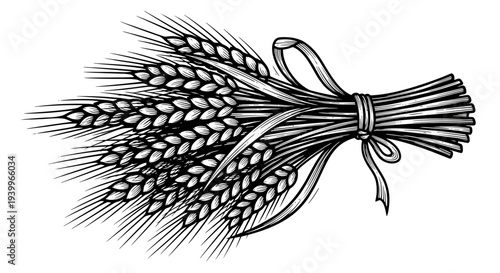 Hand drawn wheat sheaf, bundle of wheat ears, vector illustration