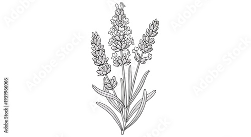 Hand drawn lavender flowers sketch