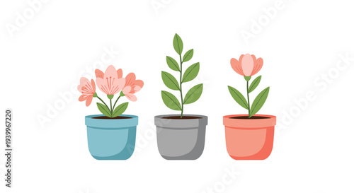 Set of three beautiful indoor house plants with pink flowers and green leaves in colorful pots arranged on a white background.