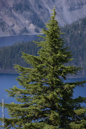 Single evergreen tree stands tall against a tranquil lake. Mountains loom behind, covered in dense forest. Deep blue waters reflect the sky's calm. Foliage glimmers with morning light