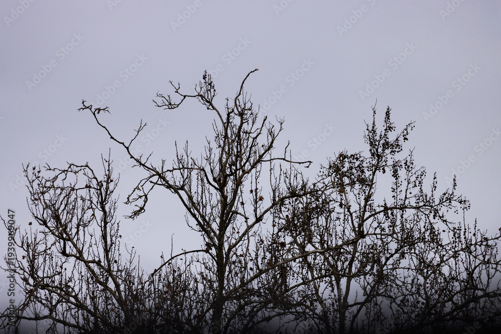 Fototapeta premium Bare branches stretch against a muted, overcast sky. Twigs form intricate, skeletal patterns against the gray. Trees stand still, silent, and stark