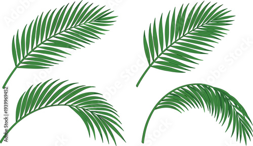 Four green palm leaves arranged in a decorative pattern on a clean background viewed from directly above.