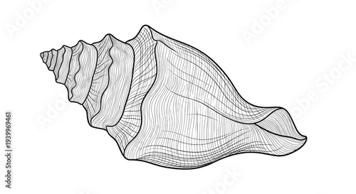 Highly detailed engraving style illustration of a large spiral seashell with textured surface on a white background.