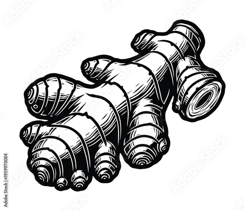 Vector of ginger root showing texture and sections in detail.