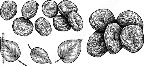 Dried apricots with leaves in traditional hand drawn woodcut engraving technique
