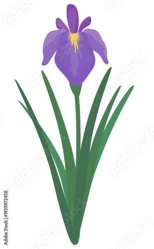 1本の菖蒲のイラスト