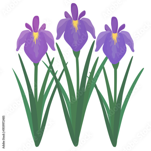 3本の菖蒲のイラスト