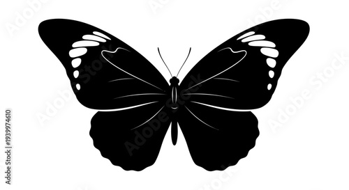 Stunning black butterfly with white details spread wings