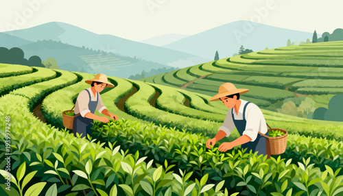 Two farmers tend rows of lush green tea leaves. They wear hats and overalls, working peacefully. Baskets sit beside them, filled with harvested leaves. Rolling hills stretch behind them