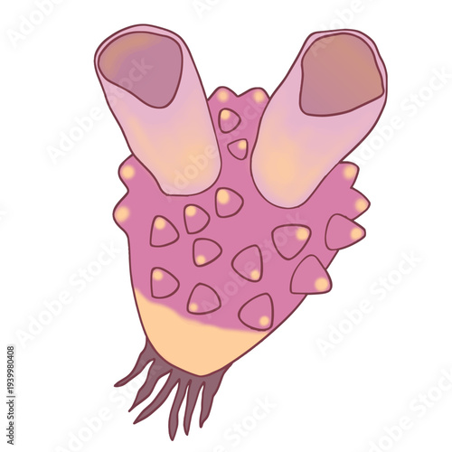 脊索動物門ホヤの ベクターイラスト 発生学