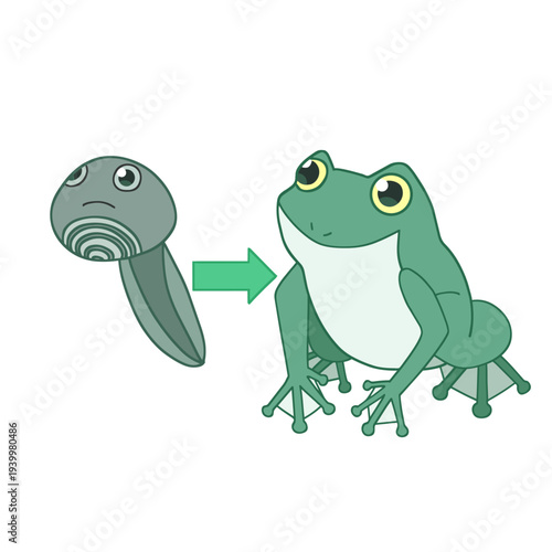 カエルのライフサイクル オタマジャクシから成体への変態