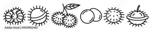 rambutan fruit line art set isolated flat illustration 