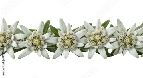 White Edelweiss Flower Wreath on White Background Isolated on transparent background