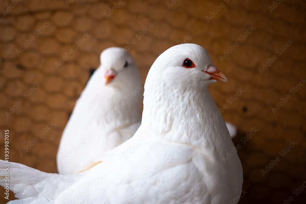 Fototapeta premium Two white pigeons are perched together, showing their soft feathers and calm demeanor in a warm indoor setting.