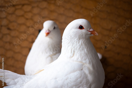 Foto Two white pigeons are perched together, showing their soft feathers and calm demeanor in a warm indoor setting