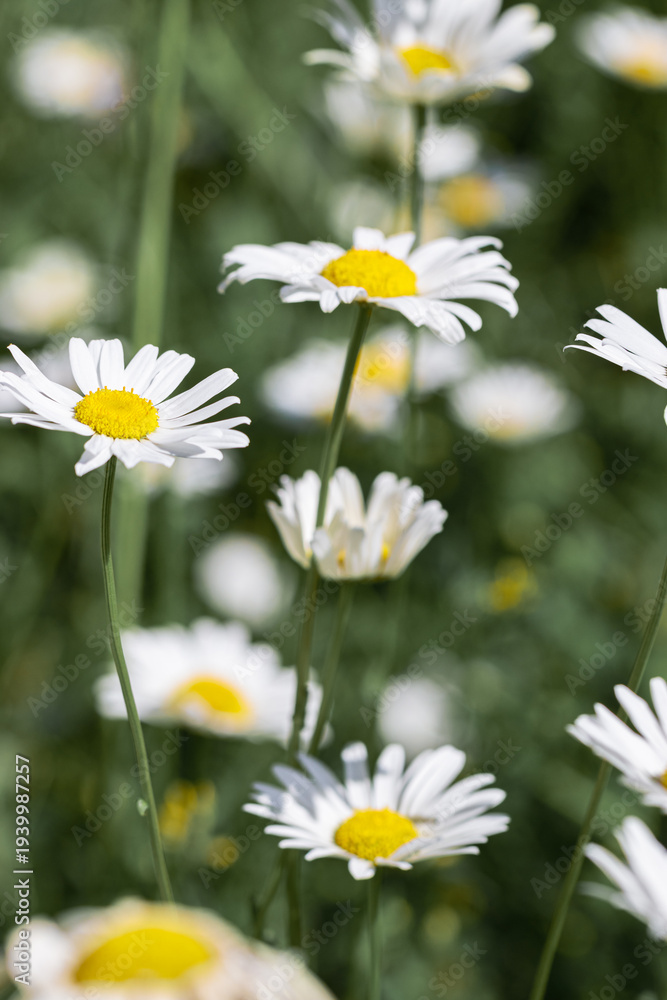 Fototapeta premium Delicate chamomile flowers, white petals and vibrant yellow centers, blooming in picturesque green meadow, blurred background beautiful bokeh effect. Summer photo, natural beauty, and harmony