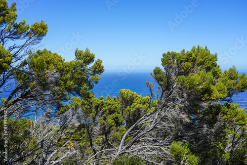 Tableau sur toile South Africa,Cape Town,Cape of Good Hope,Coastal pine trees framing a view of th