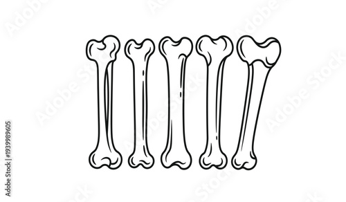 Set of six femur bones in a row, simple line art