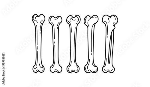 Set of five femur bones illustration