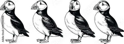 Atlantic puffin bird vintage engraved illustration set showing detailed seabird standing poses isolated vector for wildlife, nature and ornithology design