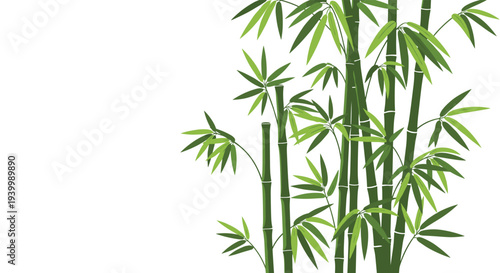 Detailed illustration of green bamboo stalks and leaves arranged on a white background for an oriental aesthetic.
