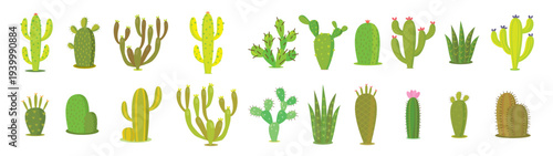 Cactus vector set. Collection of exotic plants. Decorative natural elements are isolated on white. Cactus with flowers.