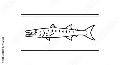 Sleek barracuda line art illustration with menacing teeth for marine life design concept