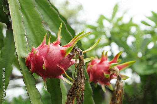 Red dragon fruit growing on a cactus plant in a tropical orchard, showing ripe pitaya fruit hanging from green cactus stems in natural daylight.