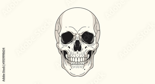 Frontal view of a highly detailed human skull illustration in natural bone colors against a plain off white background for study or art.