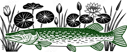Northern Pike vector illustration. Freshwater fish swimming among water lilies and reeds isolated on white background.