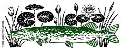Northern Pike vector illustration. Freshwater fish swimming among water lilies and reeds isolated on white background.