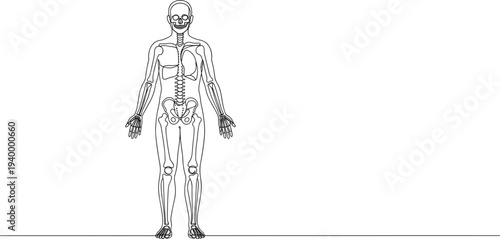 Linear style illustration of a human anatomy diagram, front view, showing skeletal and muscular details, isolated on transparent background