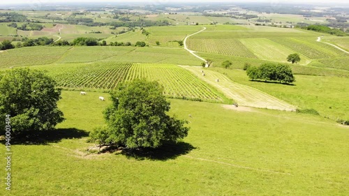 Aerial view of green hills landscape with vineyards in Pupillin commune, Jura wine region, Bourgogne-Franche-Comte, France. 
