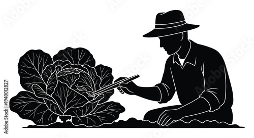 A farmer carefully examines a large cabbage head using a tool showcasing rural life as a silhouette