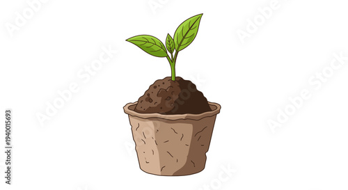 Young Seedling Growing in Small Pot.