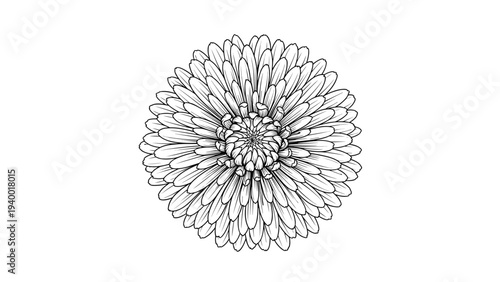 Intricate black and white line art drawing of a fully bloomed dandelion flower head showing many layers of delicate petals.