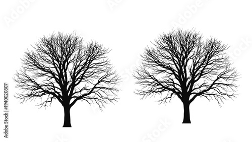 Two detailed silhouettes of bare trees without leaves standing side by side against a white background representing winter or autumn seasons.