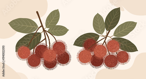 Exotic Rambutan Fruit Bunch with Leaves, Tropical Food Illustration