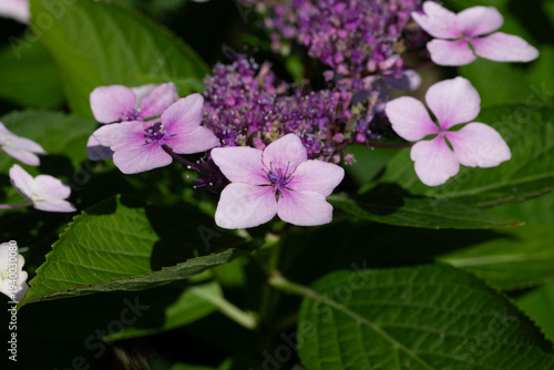 Closeup of flowerhead of Hydrangea strigosa in a garden in summer. Purple and...