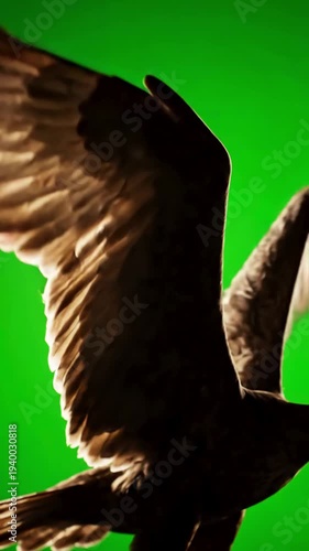 Wallpaper Mural Green Screen close up of the wings flying bird scene 4 with distortion, overlay, glitch, static noise, scan lines on black background, 4k animated video loop Torontodigital.ca