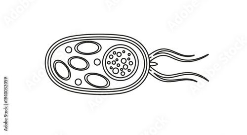 Simple line drawing of a cell with flagella and internal structures.