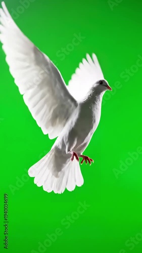 Wallpaper Mural Green Screen animation of a white pigeon taking off in slow motion background used sky composition scene 1 with distortion, overlay, glitch, static noise, scan lines on black background, 4k animated Torontodigital.ca
