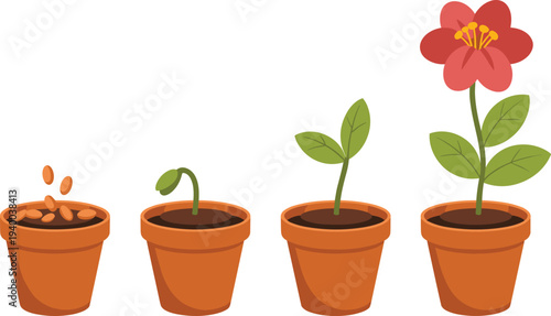 Flower growth stages in pot vector illustration from seeds to blooming plant, gardening botanical lifecycle with soil and leaves isolated on light background