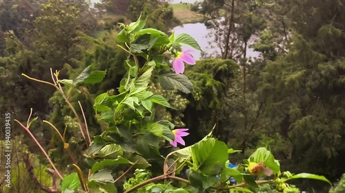 A tranquil close-up footage of wildflowers swaying by the wind. Ideal for wellness, environment, travel, and relaxing nature content